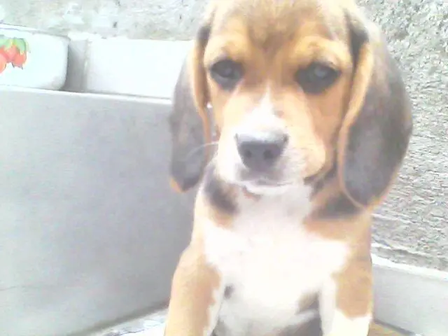 beagles