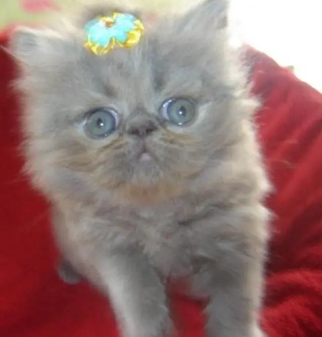 NESTE NATAL EU QUERO SER SEU GATOS PERSA A VENDA