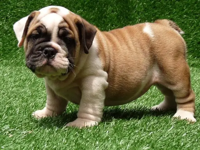 Filhotes Bulldog cachorros