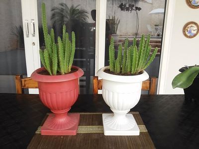 Cacto Tulipa