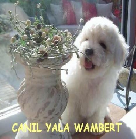BICHON FRISÉ MACHO E FEMEA DISPONIVEIS APROVEITE
