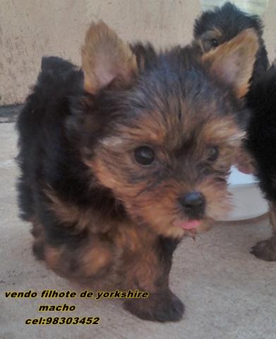 Vendo Yorkshire Macho