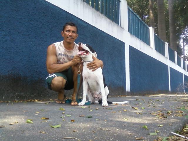 adestramento de cães