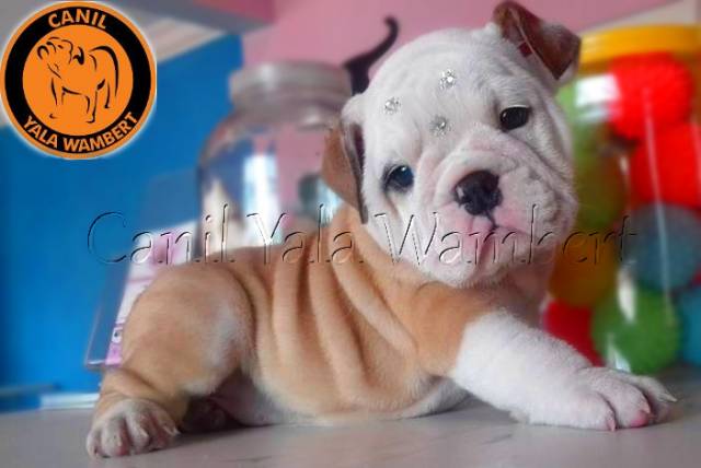 Filhotes de Bulldog Inglês -Para Reserva