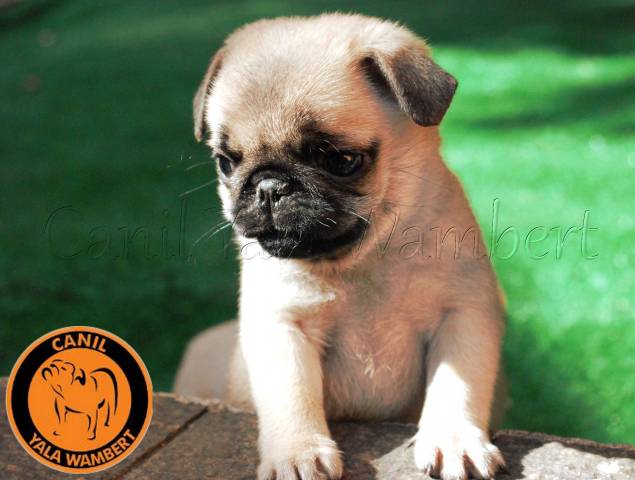 Filhotes de Pug -Para Reserva