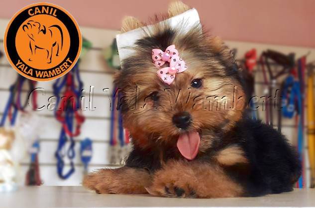Lindos Filhotes de Yorkshire Toy pronta entrega -Vacinados e Vermifugados