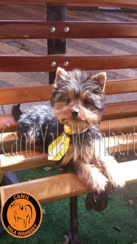 Lindo Filhote de York Micro Macho Pronta Entrega