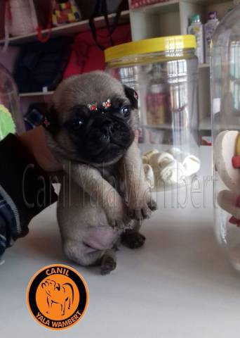 Promoção de Arraiá Filhotes de Pug para Reserva