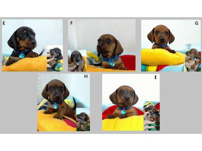 Dachshund - Filhotes Machos - Ótima Ninhada