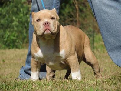 Filhotes American Bully - Rhinocerus