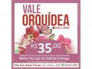 Orquídeas em Promoção - Villa das Artes Flores