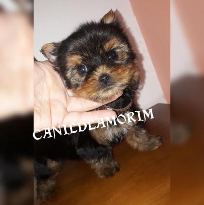 Linda Ninhada de Filhotes de Yorkishires!