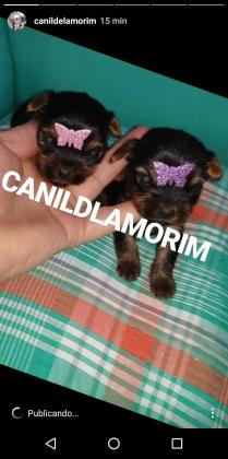Linda Ninhada de Filhotes de Yorkishires!