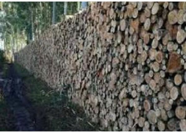 Lenhas - Materiais de construção e jardim