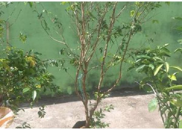 Jabuticabeira híbrida - Materiais de construção e jardim