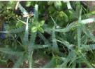 Plantas anturio babosa roseira e outras - Materiais de construção e jardim