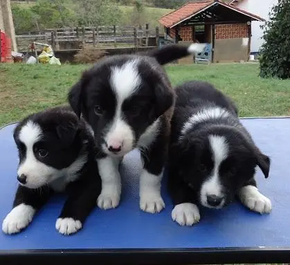 BORDER COLLIE LINDOS FILHOTES
