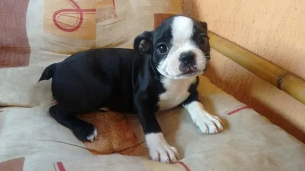 BOSTON TERRIER LINDOS FILHOTES