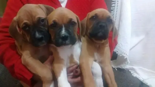 BOXER	LINDOS FILHOTES
