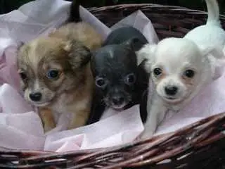 CHIHUAHUA LINDOS FILHOTES