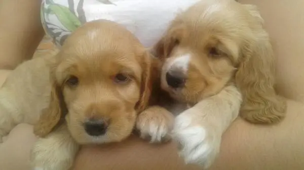 COCKER SPANIEL INGLÊS LINDOS FILHOTES
