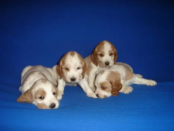COCKER SPANIEL INGLÊS LINDOS FILHOTES