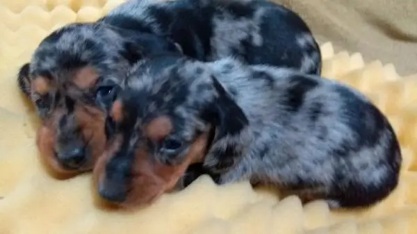 DACHSHUND ANÃO CURTO PELO CURTO
