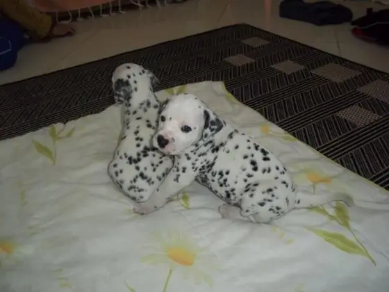DÁLMATA	LINDOS FILHOTES