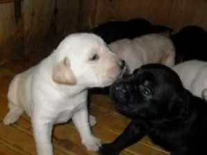 LABRADOR AMARELO/CHOCOLATE / PRETO LINDOS FILHOTES