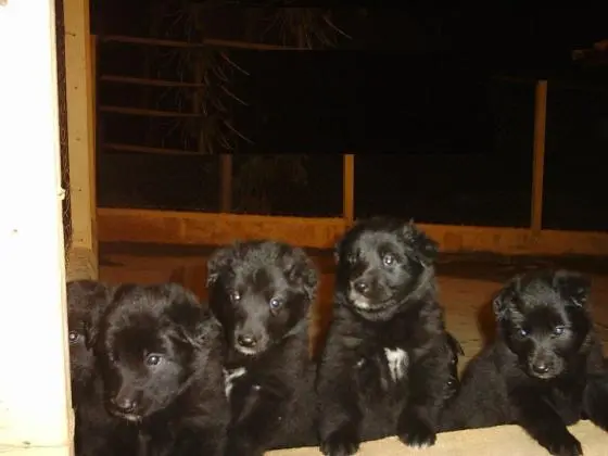 PASTOR BELGA GROENENDAEL LINDOS FILHOTES