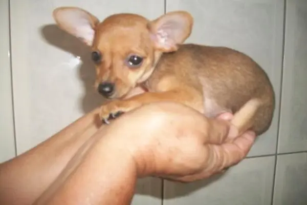 Pinscher lindos filhotes