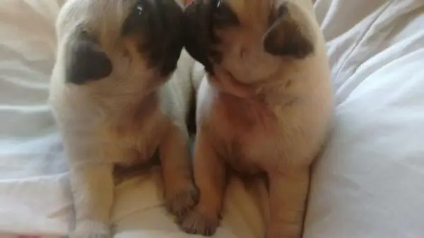 PUG LINDOS FILHOTES