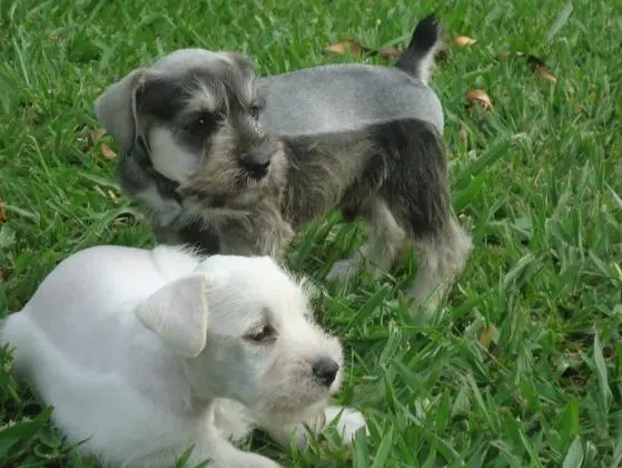 SCHNAUZER MINIATURA SAL E PIMENTA LINDOS FILHOTES