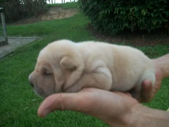 SHARPEI LINDOS FILHOTES