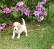 beagle LINDOS FILHOTES