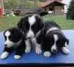 BORDER COLLIE LINDOS FILHOTES