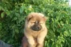 CHOW CHOW LINDOS FILHOTES