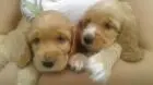 COCKER SPANIEL INGLÊS LINDOS FILHOTES