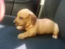 DACHSHUND ANÃO CURTO PELO CURTO PRETO E CANELA  ARLEQUIM LINDOS FILHOTES