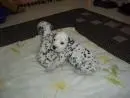 DÁLMATA	LINDOS FILHOTES