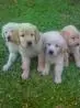 GOLDEN RETRIEVER LINDOS FILHOTES