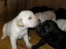 LABRADOR AMARELO/CHOCOLATE / PRETO LINDOS FILHOTES
