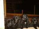 PASTOR BELGA GROENENDAEL LINDOS FILHOTES