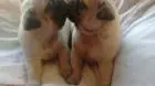 PUG LINDOS FILHOTES