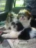 SHIH TZU LINDOS FILHOTES