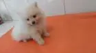 SPITZ ALEMÃO LINDOS FILHOTES