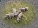 WEIMARANER LINDOS FILHOTES