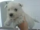 WEST TERRIER LINDOS FILHOTES