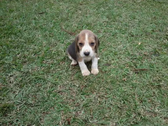 BEAGLE LINDOS FILHOTES