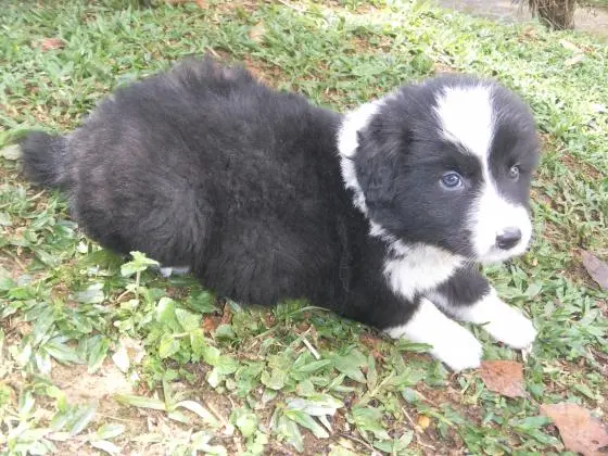 BORDER COLLIE LINDOS FILHOTES